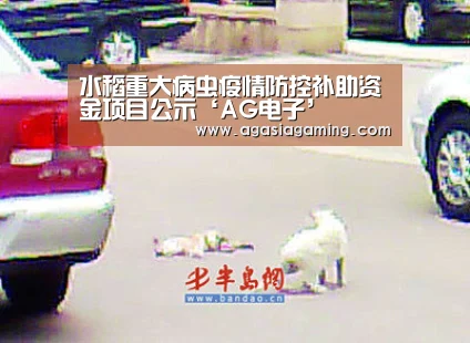 水稻重大病虫疫情防控补助资金项目公示‘AG电子’(图4) AG电竞