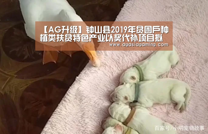 【AG升级】钟山县2019年贫困户种植类扶贫特色产业以奖代补项目拟发放名单公示(图2) AG电子
