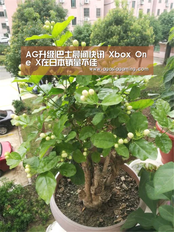 AG升级|巴士晨间快讯 Xbox One X在日本销量不佳(图1) AG升级