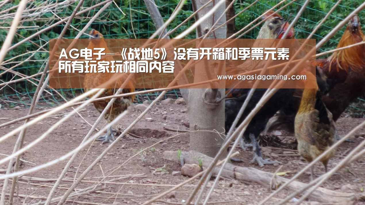 AG电子-《战地5》没有开箱和季票元素 所有玩家玩相同内容(图3) AG升级